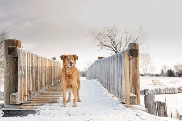 Chien roux en hiver sur place