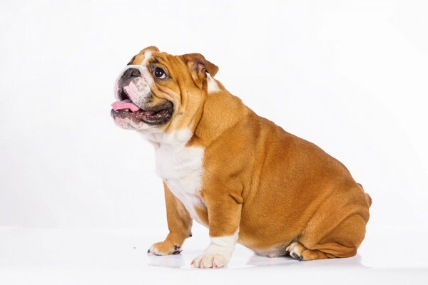 Foto von Mobaki Paraden Bulldogge