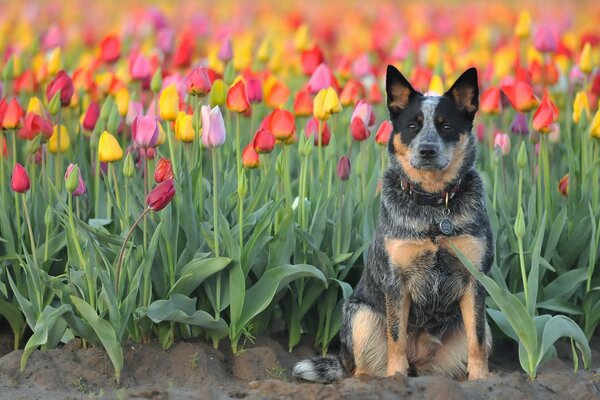 Bright photo of a dog in tulips