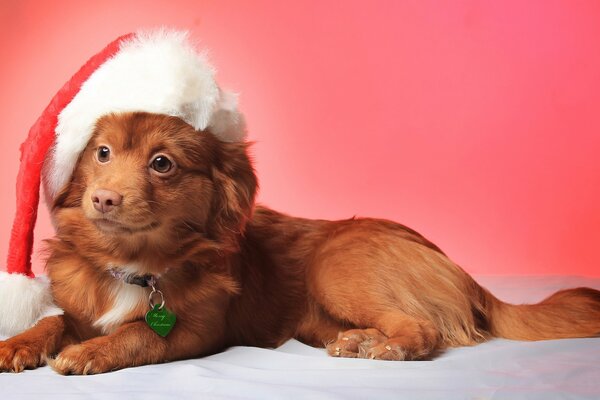 Perro con sombrero de año nuevo en foto roja