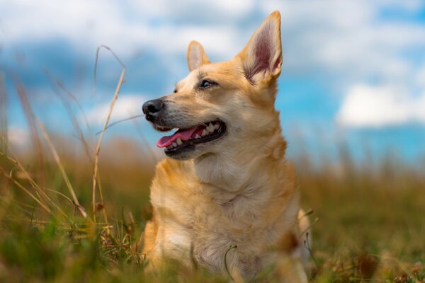 Der Hund schaut in die Ferne