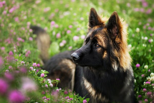 Der nachdenkliche Blick eines geliebten Hundes