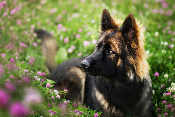 Lo sguardo meditabondo di un amato cane