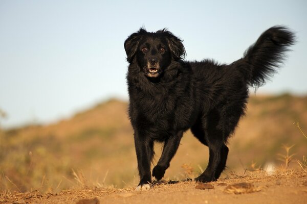 Cane coda couch, orecchie sporgenti