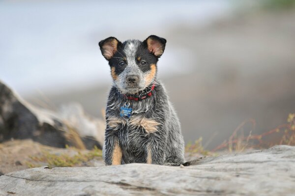 Loyal friend, rocks, dog