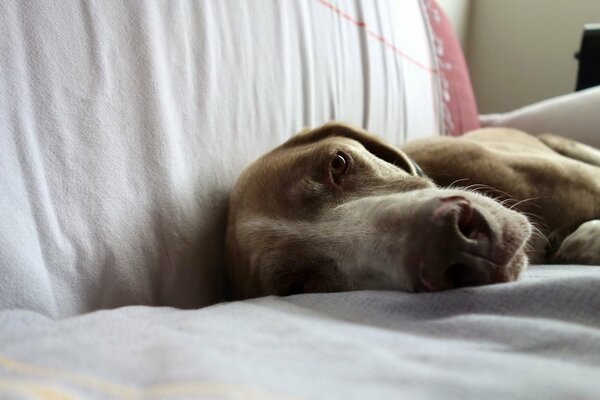 Chien couché paresseusement sur le canapé