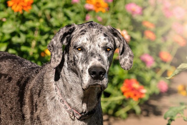 Chien marche près des fleurs