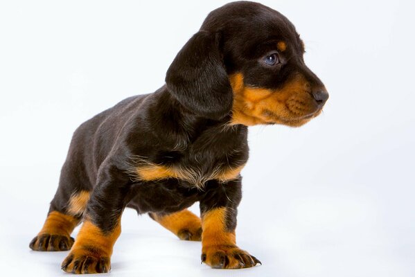 Lindo cachorro con orejas
