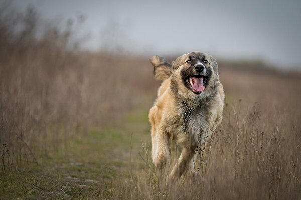 A dog running happily across the field