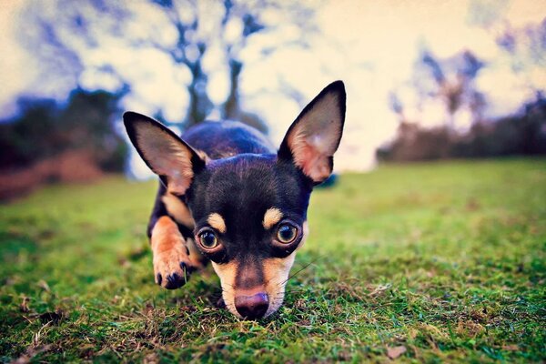 A little dog sniffing weed