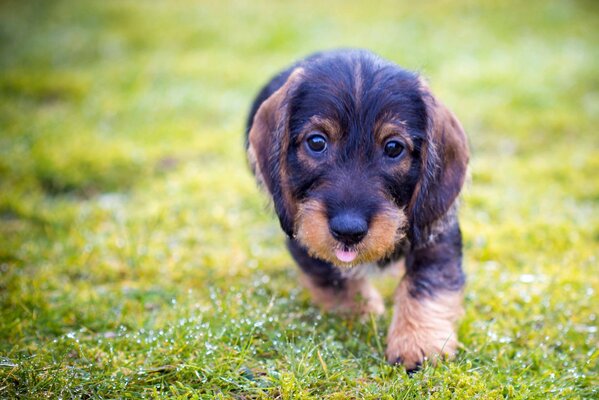 The puppy runs in the summer with his tongue out