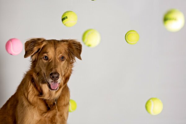 Red dog with tennis balls