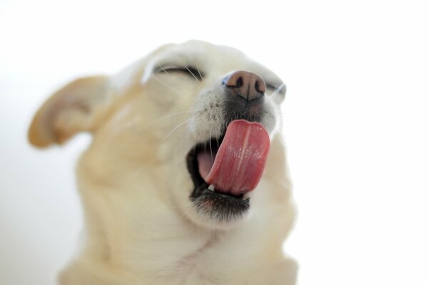 Espectacular pose de Chihuahua en el momento del bostezo