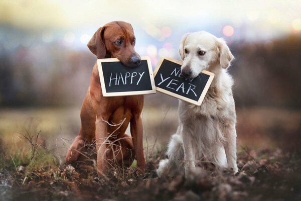 Perros con placas de feliz año nuevo en los dientes