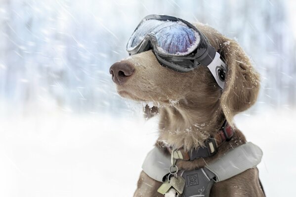 Business-Hund mit Skibrille