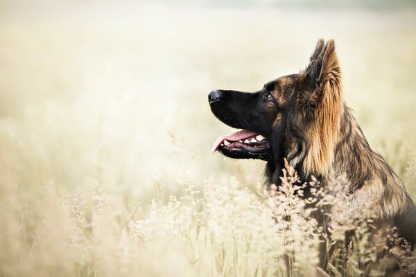 El perro en el campo Mira al cielo