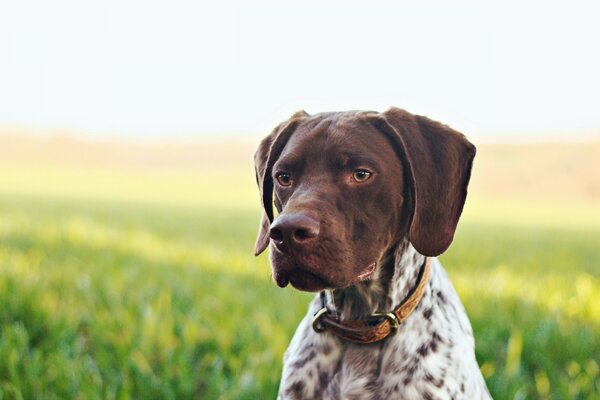 Chien dans un collier sur un fond d herbe