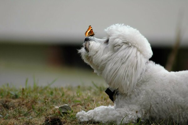 Papillon assis sur le nez du chien