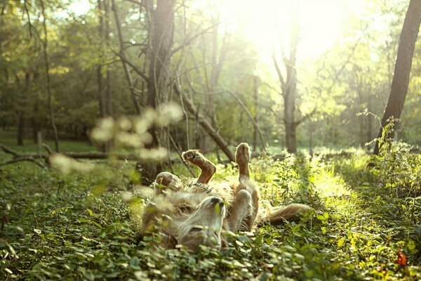A dog in the morning sun