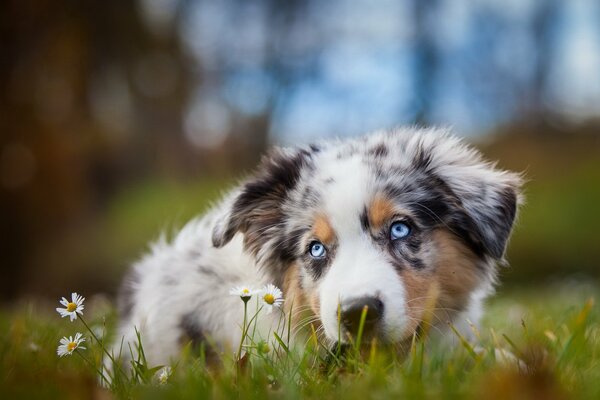 The dog is lying in daisies