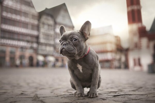 Bulldogge sitzt auf dem Bürgersteig in der Stadt