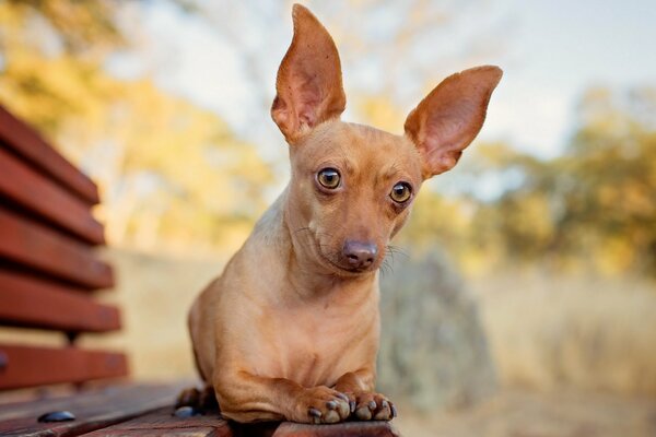 An interesting dog is lying on a bench