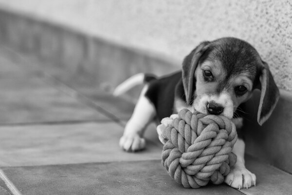 A beagle puppy plays with a ball