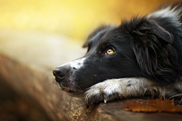 Cane il cui sguardo è rivolto verso l alto