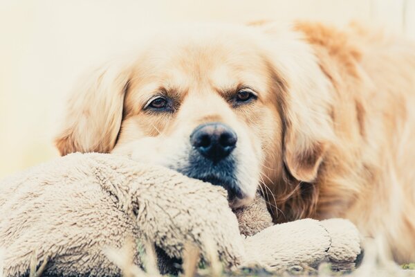 Müder Hund, Hund mit Plüschtier