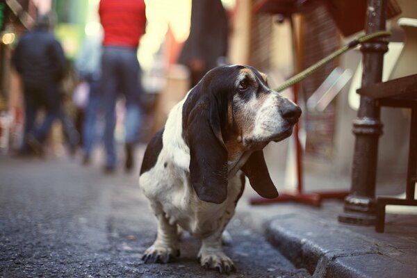 Perro en la calle mirando hacia otro lado