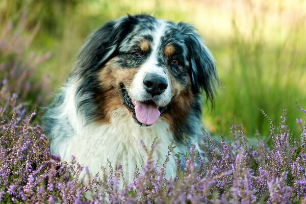 A dog with his tongue hanging out in the grass