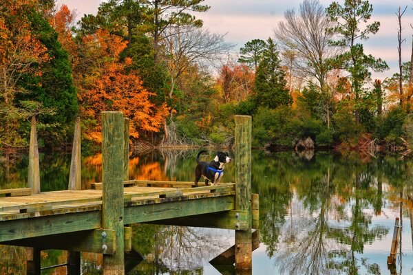La petite peselle admire le lac d automne