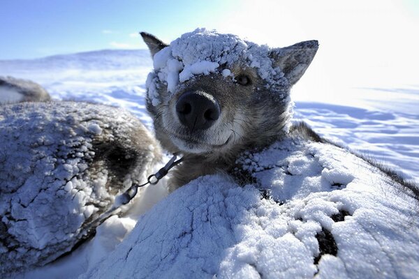 A northern dog on a snowy plain under the snow