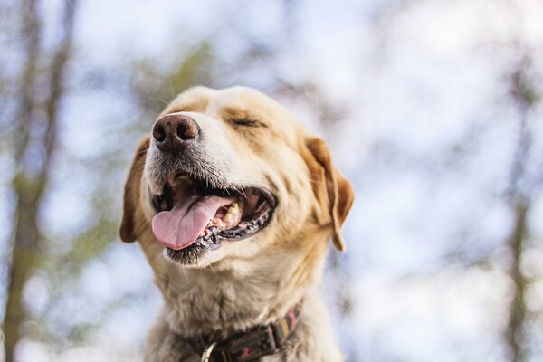 El hocico de un perro satisfecho sobre un fondo borroso