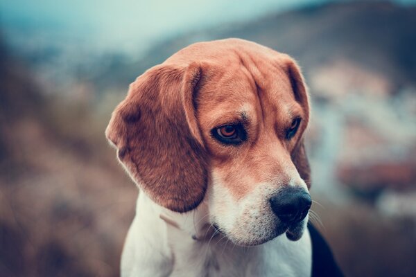 The dog looks to the side on a blurry background