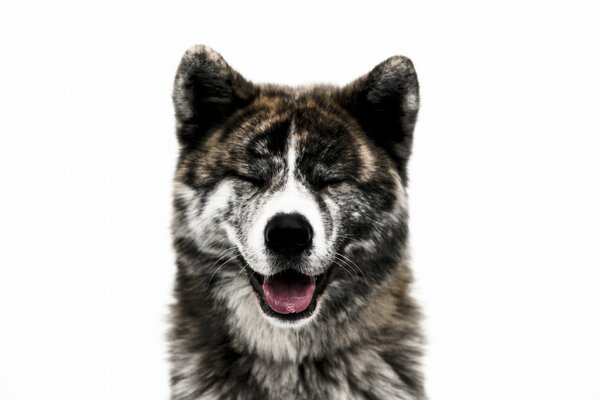 Muso di un cane di razza Akita Inu