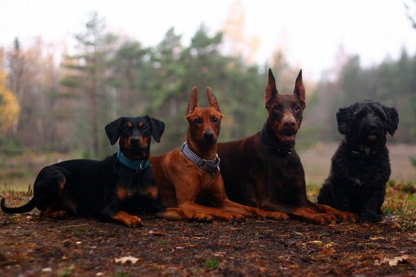 Diversi tipi di razze di cani in natura