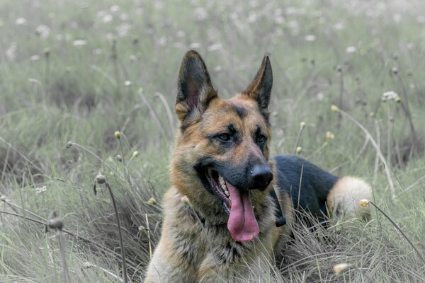 Berger allemand. chien au repos dans le champ