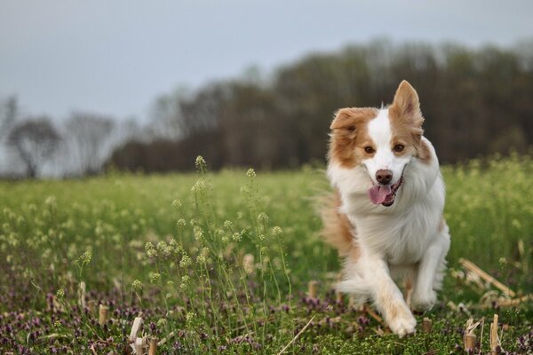 The dog runs happily across the field