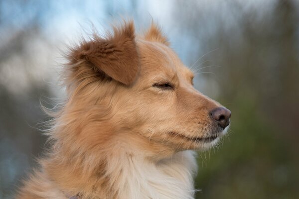 Eine Brise, der Hund schaut in die Ferne