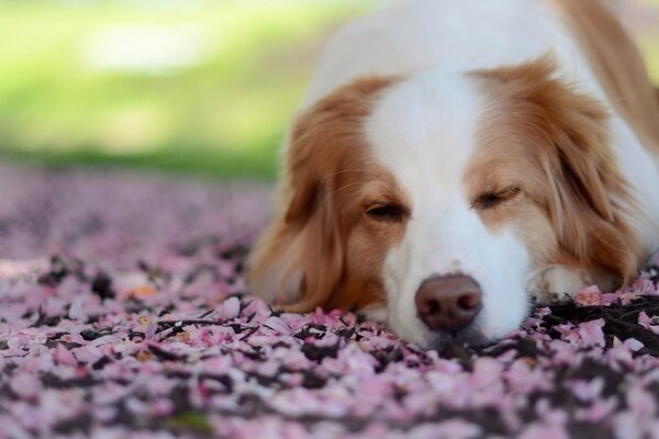 Le chien dans la rue se trouve et dort ne veut pas que personne ne regarde l attention