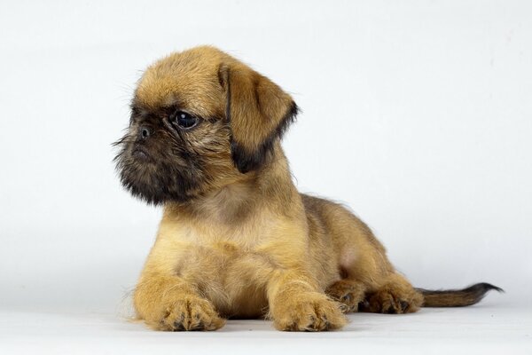 Regard sérieux d un petit chiot