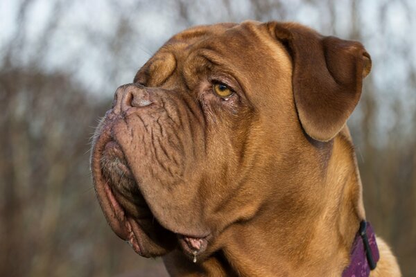 Un perro con una mirada pensativa y un hocico inteligente