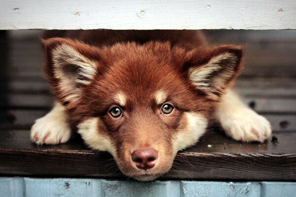 Drezhsky view of a dog lying on the floor