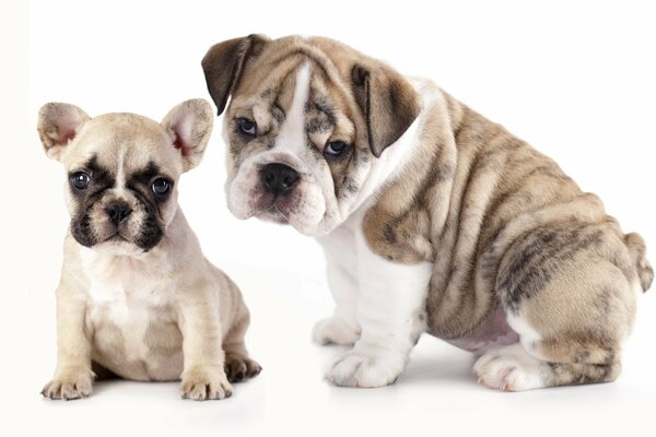 Bulldog cane e cucciolo