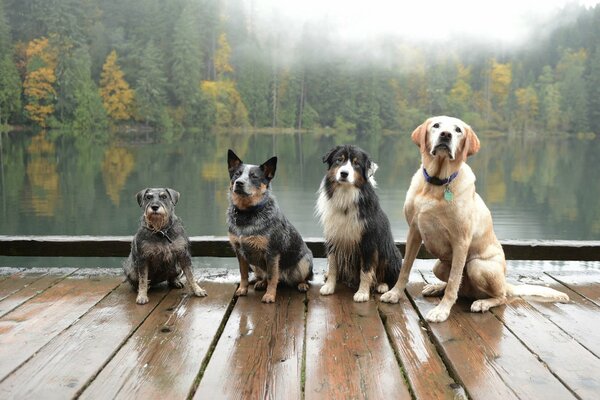 Four dogs without a tanker in the forest by the river