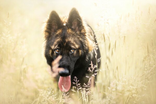 Hermoso perro en un campo de centeno