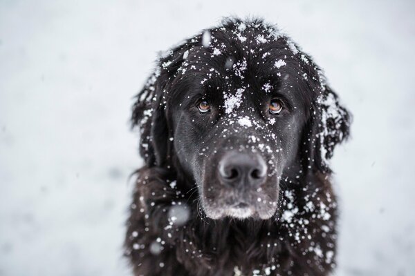 Große Schneeflocken fallen auf die Schnauze eines großen schwarzen Hundes