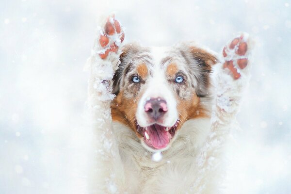 Chien d hiver s amuser pattes dans la neige