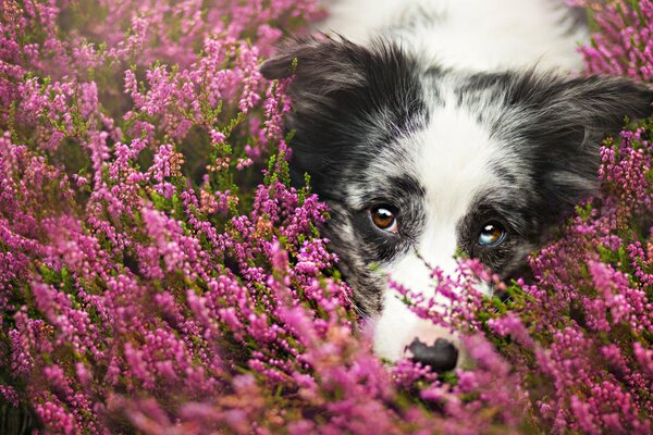 Cute dog in pink flowers